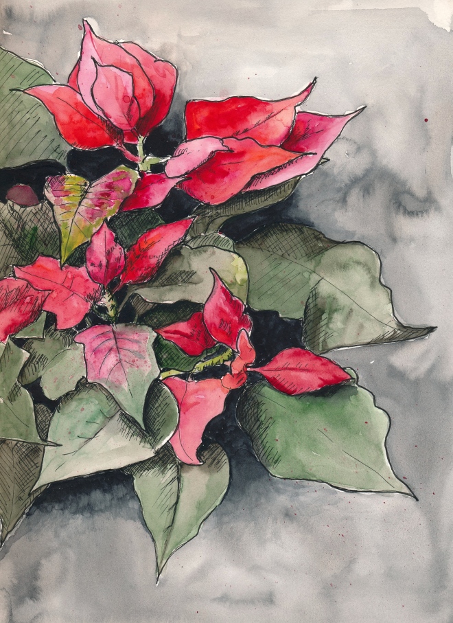 Weihnachtsstern (Poinsettia). PITT Artist Pen und Wasserfarbe in Stillman&Birn Zeta. 